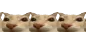 otagConga
