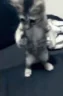catRock emote