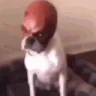 BroThinksHesHim emote