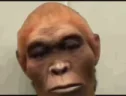 SINJStare emote