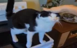 patting emote