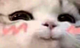 catBlush emote
