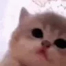 kittyJam emote