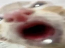 omlomlomlom emote