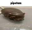 pipotam emote