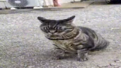 CatRoll emote