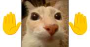 HOLDON emote