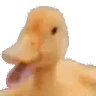 Tschaulli emote