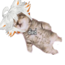 doid emote