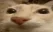 otagStare