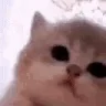 aa emote