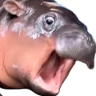 moodengWTF emote