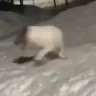 COGGERS emote