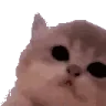 kittyJam emote