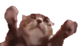 clappi emote