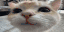 Catsmile