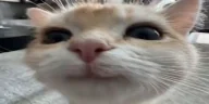smile emote