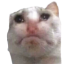 cry
