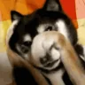 SHY emote