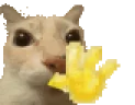 ola emote