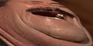 KAAK emote
