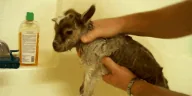 mygoatwashed emote