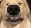 goodboi emote