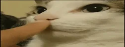 blank emote