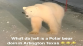 PolarBear emote