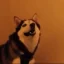 DogSneeze