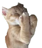 hihihi emote