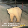 PolarBear emote