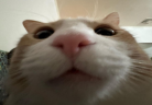 woh emote