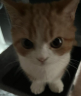 CatAngy emote