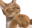 Shoo emote