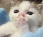 gasp Twitch emote