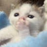 OMG emote
