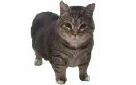 oiiaooiiaaa emote