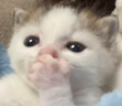 GASP emote
