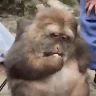 monkeyEating emote