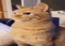 nhaw emote