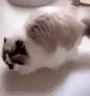rrrr emote