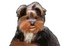 BBGETOUTTAHERE emote