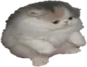 tupidsit emote