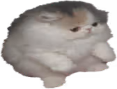 tupidsit