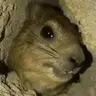 AWAWA emote