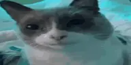 widegulp emote