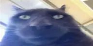 bigbro emote
