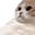 catSigh