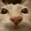 DosecatU